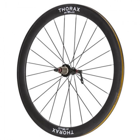 Thorax 50